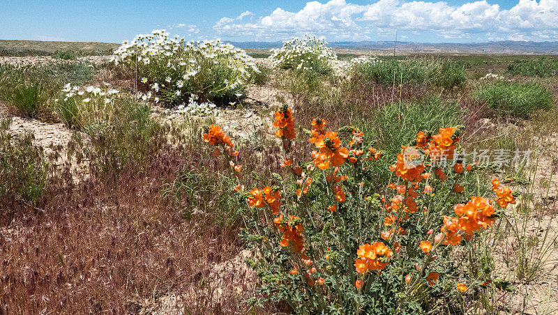 Orange and white desert wildflowers and grasses in springtime.